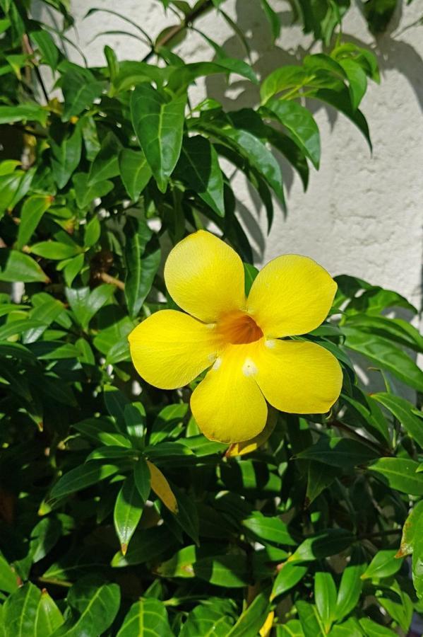 Aparthotel Cap Cove Saint Lucia Gros Islet Exterior foto